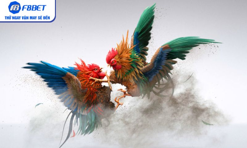 Trận đấu Chọi Gà Cựa Sắt đầy kịch tính